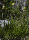 Einzelbild 6 Kelch-Simsenlilie - Tofieldia calyculata