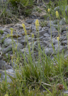 Einzelbild 7 Kelch-Simsenlilie - Tofieldia calyculata