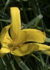 Einzelbild 5 Weinberg-Tulpe - Tulipa sylvestris