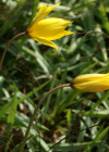 Einzelbild 6 Weinberg-Tulpe - Tulipa sylvestris
