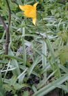 Einzelbild 7 Weinberg-Tulpe - Tulipa sylvestris
