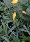 Einzelbild 8 Weinberg-Tulpe - Tulipa sylvestris