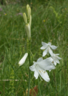 Einzelbild 5 Weisse Trichterlilie - Paradisea liliastrum