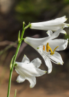 Einzelbild 7 Weisse Trichterlilie - Paradisea liliastrum