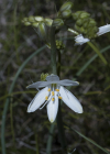 Einzelbild 5 Astlose Graslilie - Anthericum liliago