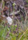 Einzelbild 7 Astlose Graslilie - Anthericum liliago