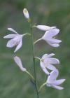 Einzelbild 8 Astlose Graslilie - Anthericum liliago