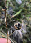 Einzelbild 6 Ästige Graslilie - Anthericum ramosum