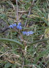 Einzelbild 5 Zweiblättriger Blaustern - Scilla bifolia