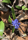 Einzelbild 6 Zweiblättriger Blaustern - Scilla bifolia
