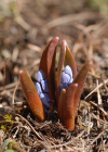 Einzelbild 8 Zweiblättriger Blaustern - Scilla bifolia