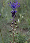 Einzelbild 5 Schopfige Traubenhyazinthe - Muscari comosum