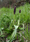 Einzelbild 8 Schopfige Traubenhyazinthe - Muscari comosum