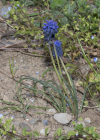 Einzelbild 5 Weinberg-Traubenhyazinthe - Muscari neglectum aggr.