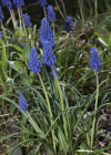Einzelbild 8 Weinberg-Traubenhyazinthe - Muscari neglectum aggr.