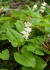 Einzelbild 8 Zweiblättrige Schattenblume - Maianthemum bifolium