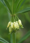 Einzelbild 4 Quirlblättriges Salomonssiegel - Polygonatum verticillatum
