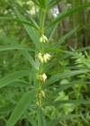 Einzelbild 5 Quirlblättriges Salomonssiegel - Polygonatum verticillatum