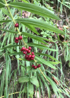 Einzelbild 6 Quirlblättriges Salomonssiegel - Polygonatum verticillatum