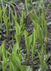 Einzelbild 6 Maiglöckchen - Convallaria majalis