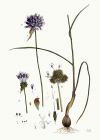 Einzelbild 5 Weinberg-Lauch - Allium vineale