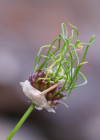 Einzelbild 7 Weinberg-Lauch - Allium vineale
