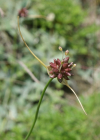 Einzelbild 8 Weinberg-Lauch - Allium vineale