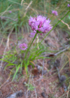 Einzelbild 5 Berg-Lauch - Allium lusitanicum