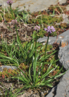 Einzelbild 6 Berg-Lauch - Allium lusitanicum