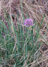 Einzelbild 7 Berg-Lauch - Allium lusitanicum