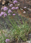 Einzelbild 8 Berg-Lauch - Allium lusitanicum