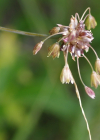 Einzelbild 7 Ross-Lauch - Allium oleraceum