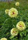 Einzelbild 5 Allermannsharnisch - Allium victorialis