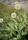 Einzelbild 6 Allermannsharnisch - Allium victorialis