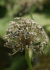 Einzelbild 8 Allermannsharnisch - Allium victorialis
