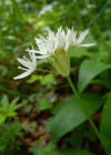 Einzelbild 6 Bärlauch - Allium ursinum