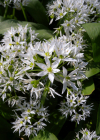 Einzelbild 8 Bärlauch - Allium ursinum