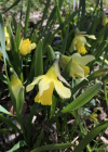 Einzelbild 5 Osterglocke - Narcissus pseudonarcissus