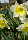Einzelbild 7 Osterglocke - Narcissus pseudonarcissus