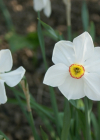 Einzelbild 6 Weisse Narzisse - Narcissus poëticus aggr.