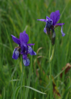 Einzelbild 6 Sibirische Schwertlilie - Iris sibirica