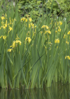 Einzelbild 6 Gelbe Schwertlilie - Iris pseudacorus