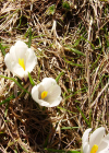 Einzelbild 8 Frühlings-Krokus - Crocus albiflorus