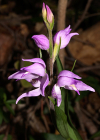 Einzelbild 7 Rotes Waldvögelein - Cephalanthera rubra