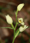 Einzelbild 5 Weisses Waldvögelein - Cephalanthera damasonium