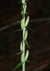Einzelbild 6 Weisses Waldvögelein - Cephalanthera damasonium