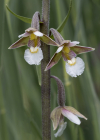 Einzelbild 5 Sumpf-Stendelwurz - Epipactis palustris