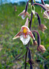 Einzelbild 6 Sumpf-Stendelwurz - Epipactis palustris