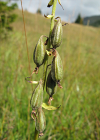 Einzelbild 8 Sumpf-Stendelwurz - Epipactis palustris