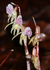 Einzelbild 6 Widerbart - Epipogium aphyllum